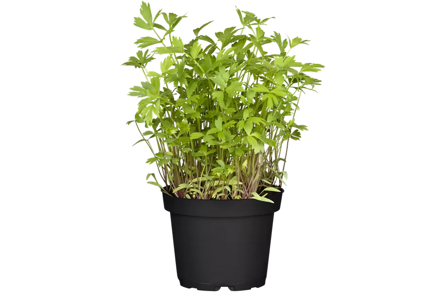 Levisticum officinale