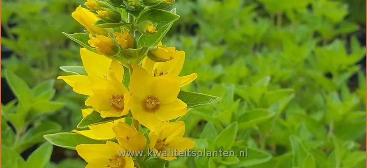 Lysimachia punctata 'Hometown Hero'
