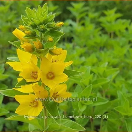 Lysimachia punctata 'Hometown Hero'