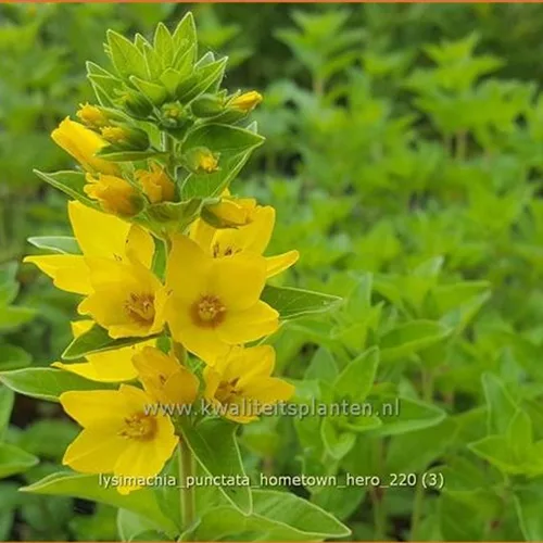 Lysimachia punctata 'Hometown Hero'