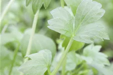 Levisticum officinale