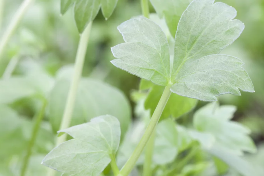 Levisticum officinale