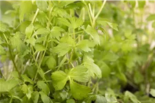 Levisticum officinale