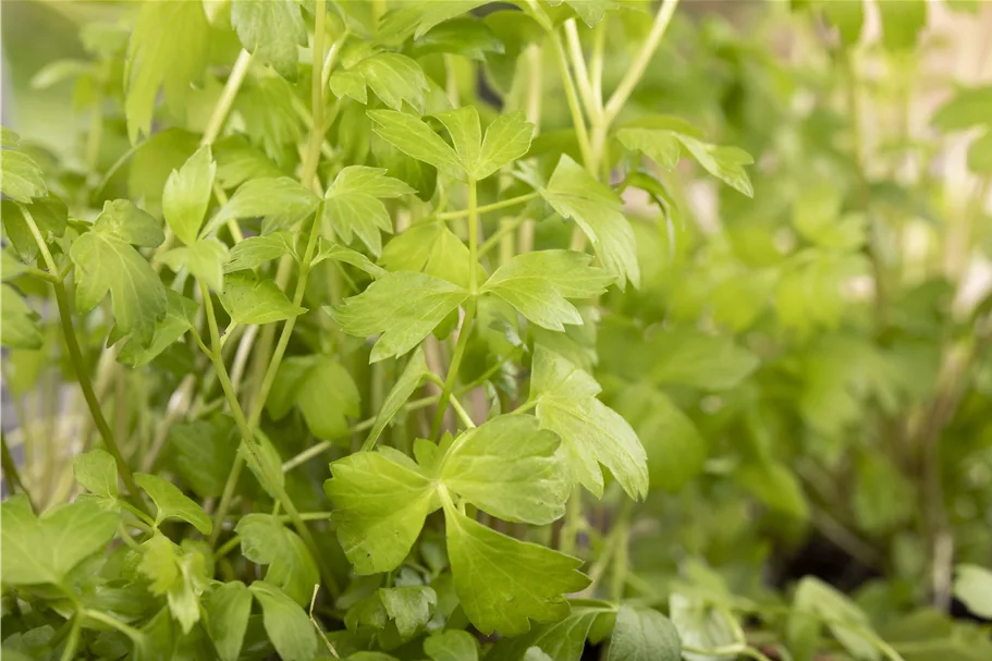 Levisticum officinale