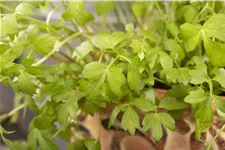 Levisticum officinale