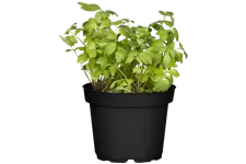 Levisticum officinale