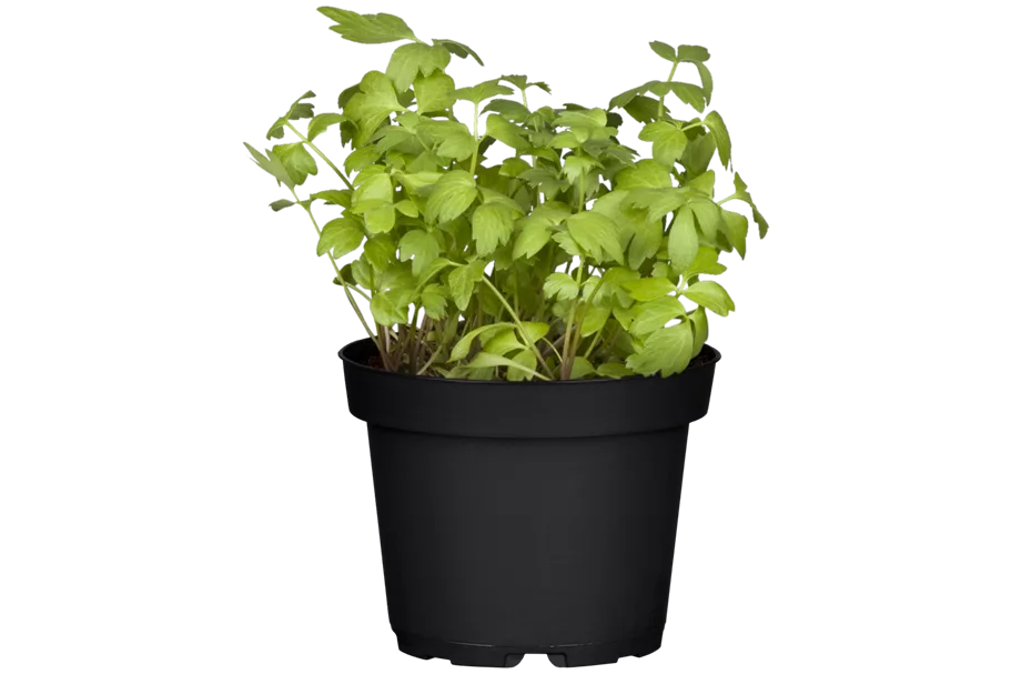 Levisticum officinale