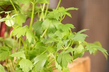 Levisticum officinale