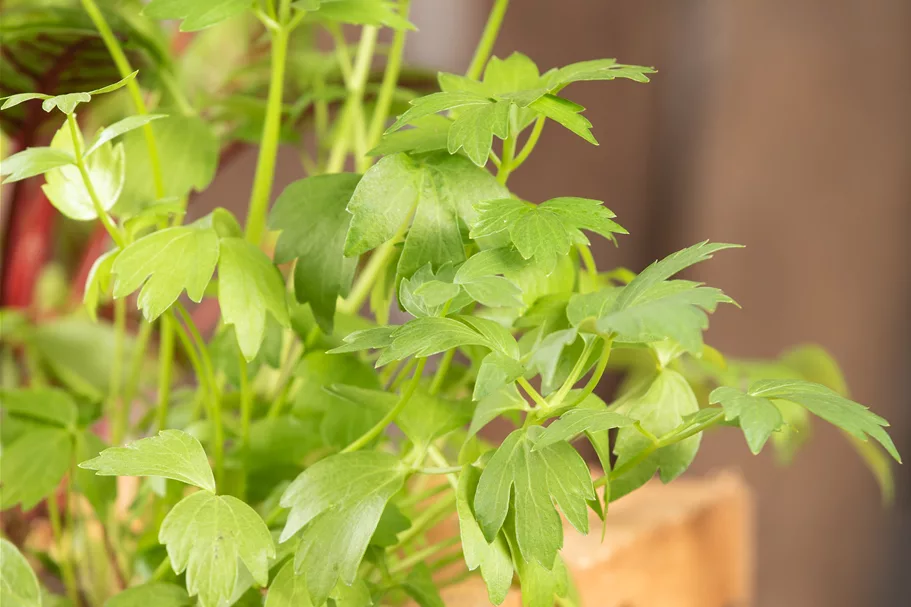 Levisticum officinale