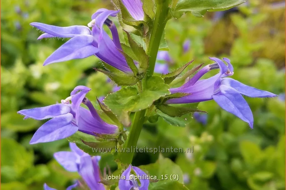 Lobelia siphilitica