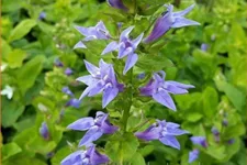Lobelia siphilitica