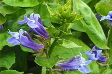 Lobelia siphilitica