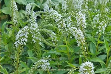 Lysimachia 'Snow Candle'