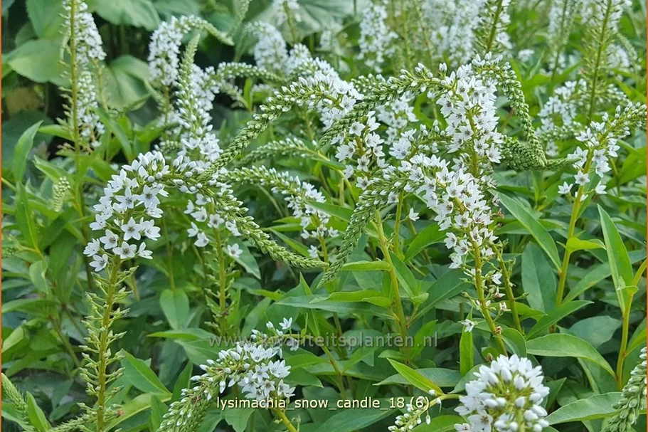 Lysimachia 'Snow Candle'