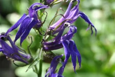 Lobelia siphilitica