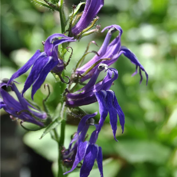 Lobelia siphilitica