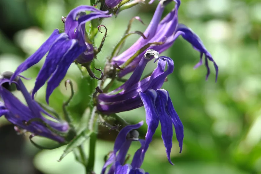 Lobelia siphilitica