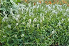 Lysimachia 'Snow Candle'