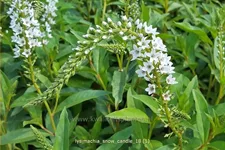 Lysimachia 'Snow Candle'