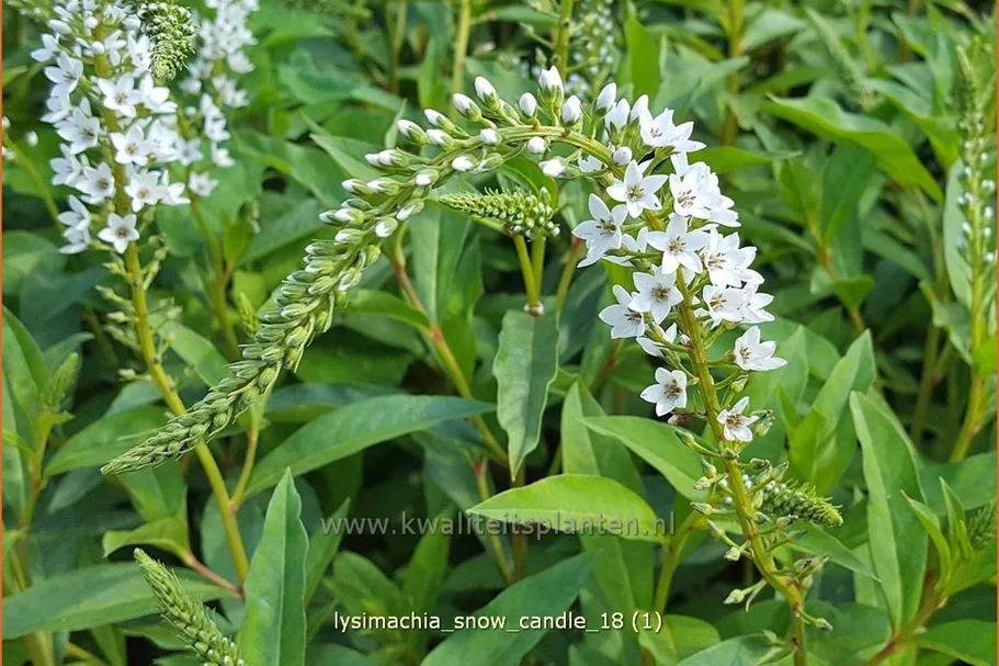 Lysimachia 'Snow Candle'