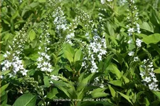 Lysimachia 'Snow Candle'