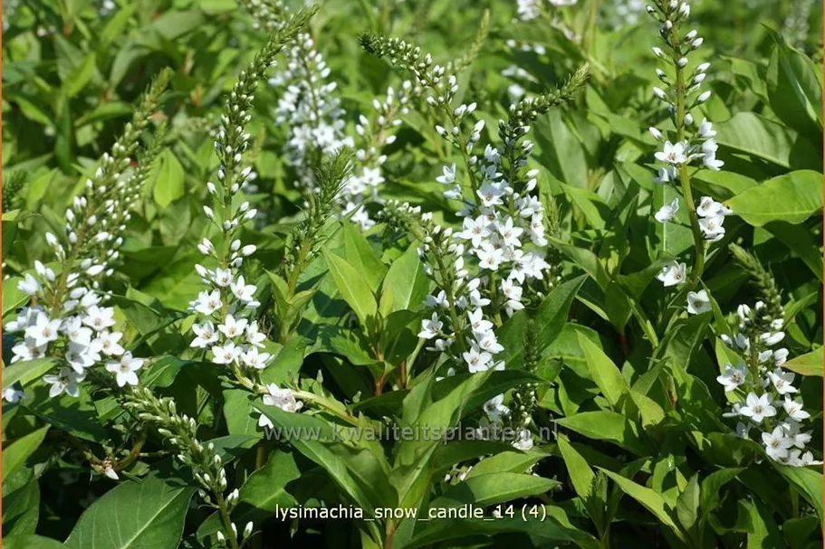 Lysimachia 'Snow Candle'