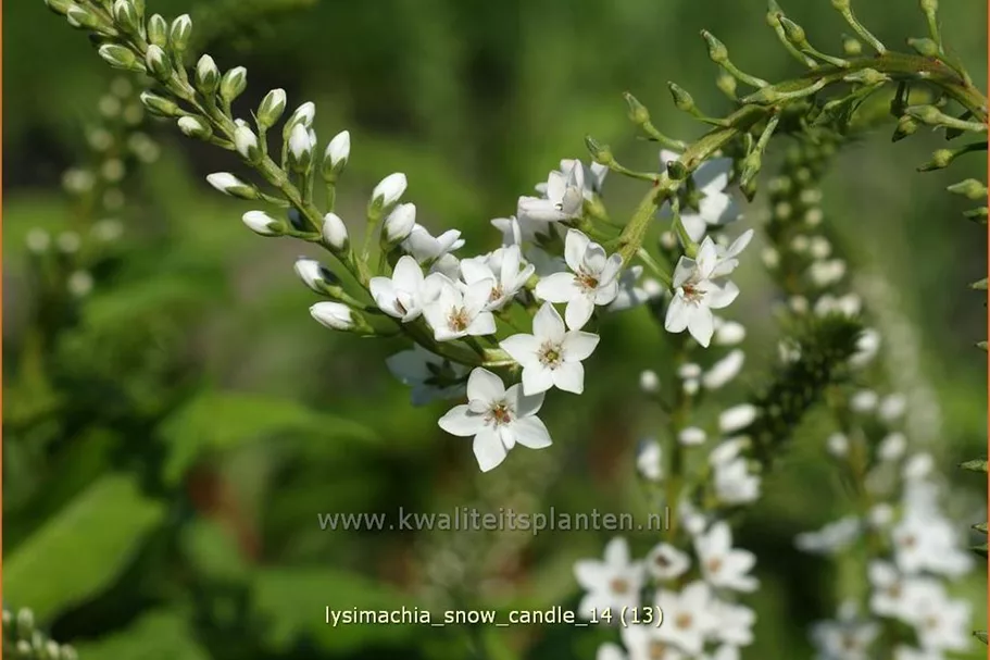 Lysimachia 'Snow Candle'