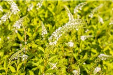 Lysimachia 'Snow Candle'
