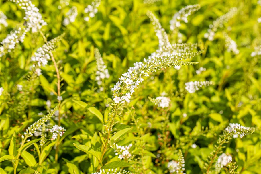 Lysimachia 'Snow Candle'