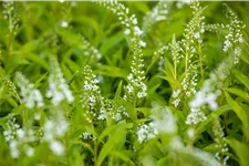 Lysimachia 'Snow Candle'