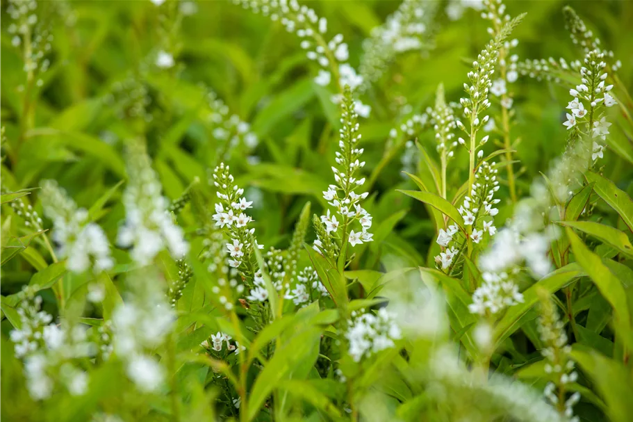 Lysimachia 'Snow Candle'