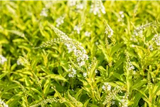 Lysimachia 'Snow Candle'