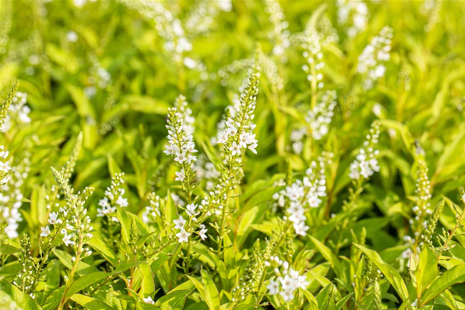 Lysimachia 'Snow Candle'