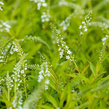 Lysimachia 'Snow Candle'
