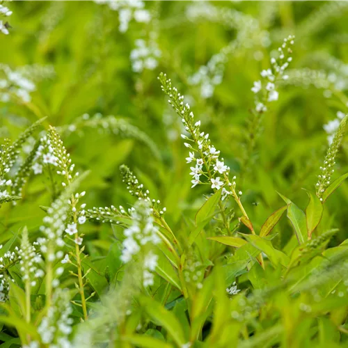 Lysimachia 'Snow Candle'
