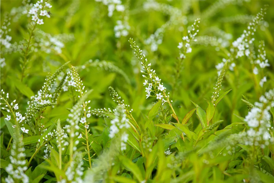 Lysimachia 'Snow Candle'