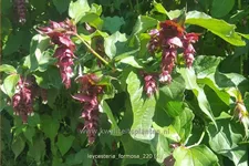 Leycesteria formosa (pot 11 cm)