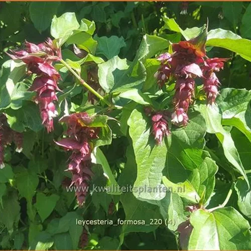 Leycesteria formosa (pot 11 cm)