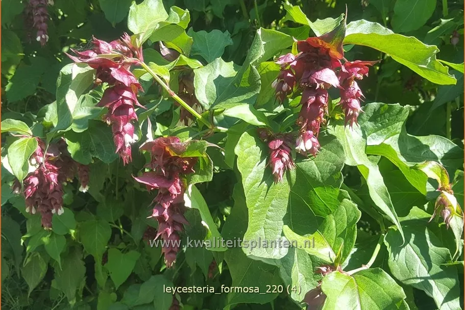 Leycesteria formosa (pot 11 cm)