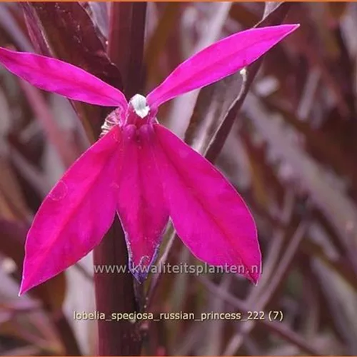 Lobelia x speciosa 'Russian Princess'
