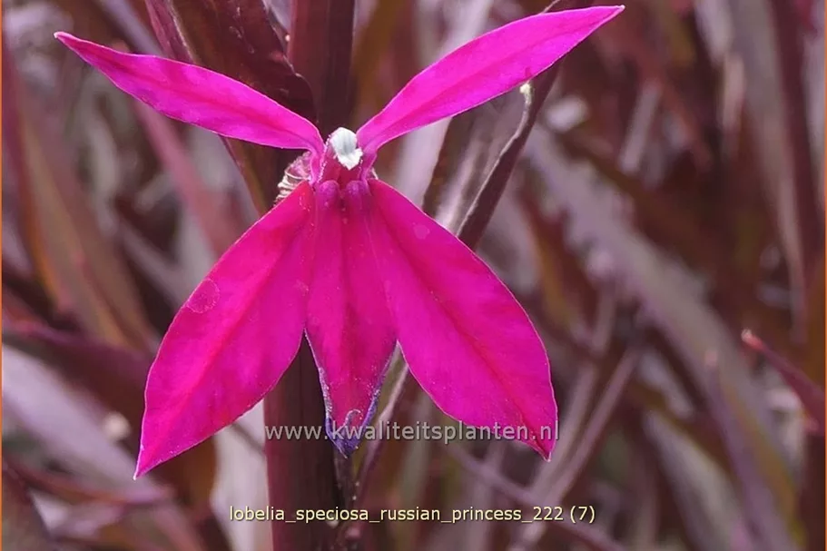 Lobelia x speciosa 'Russian Princess'