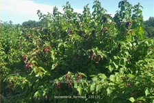 Leycesteria formosa (pot 11 cm)