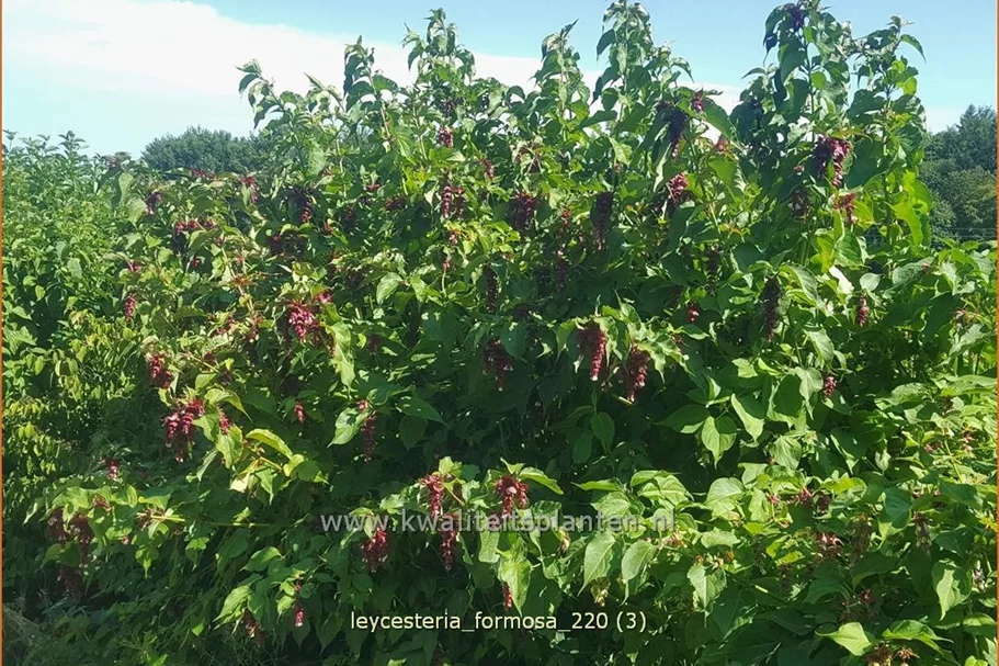 Leycesteria formosa (pot 11 cm)