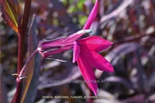 Lobelia x speciosa 'Russian Princess'