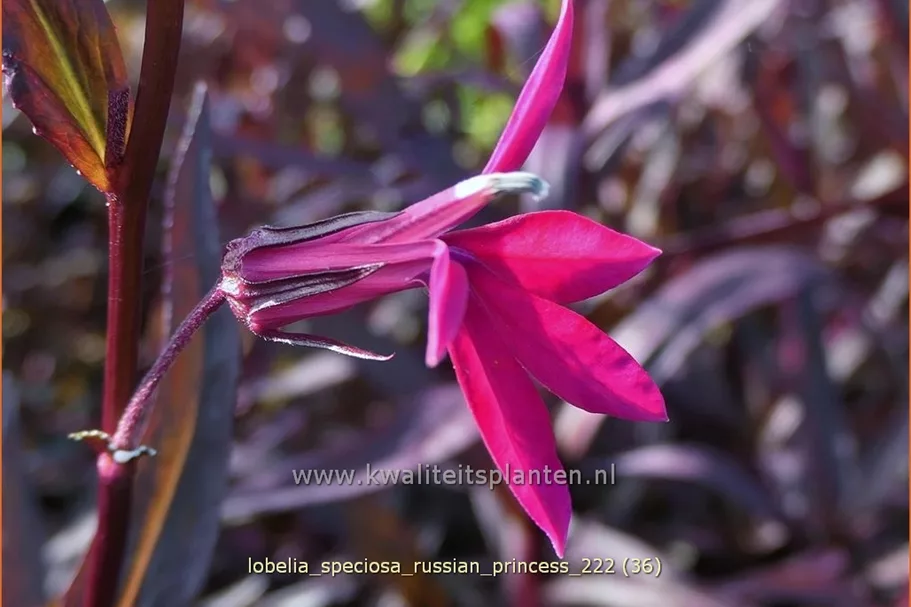 Lobelia x speciosa 'Russian Princess'