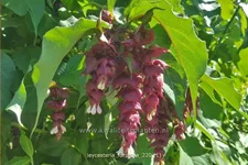 Leycesteria formosa (pot 11 cm)