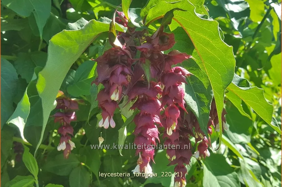 Leycesteria formosa (pot 11 cm)