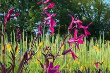 Lobelia x speciosa 'Russian Princess'