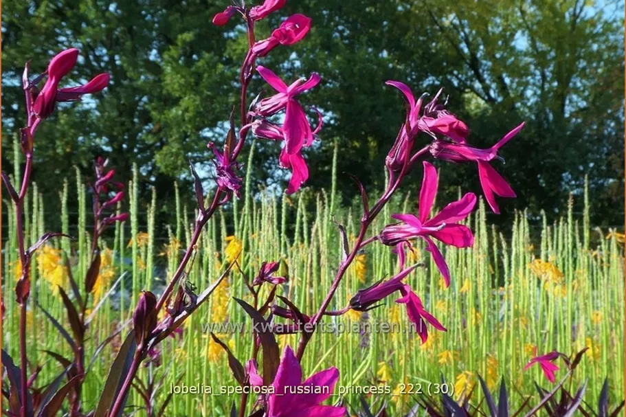Lobelia x speciosa 'Russian Princess'