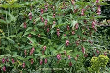 Leycesteria formosa (pot 11 cm)
